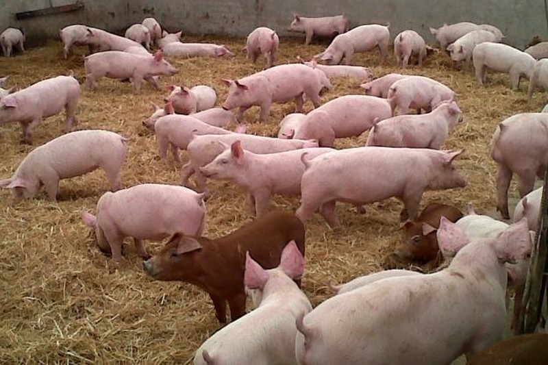 El acuerdo China - EE.UU. podría afectar al sector porcino español