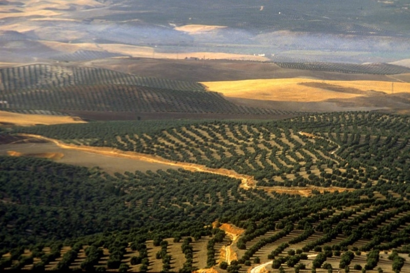 España luchará contra los aranceles de EE UU a sus productos agroalimentarios