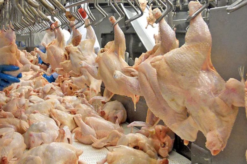 posicionar-productos-avicolas-en-mercados-internacionales