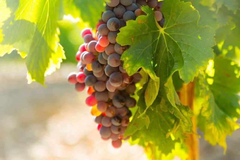 sector-del-vino-atraccion-de-inversion-extranjera