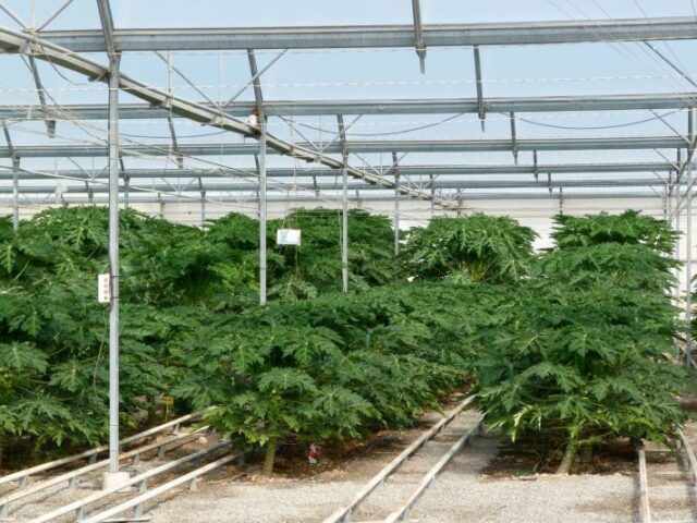 Andalucía lidera las exportaciones agroalimentarias