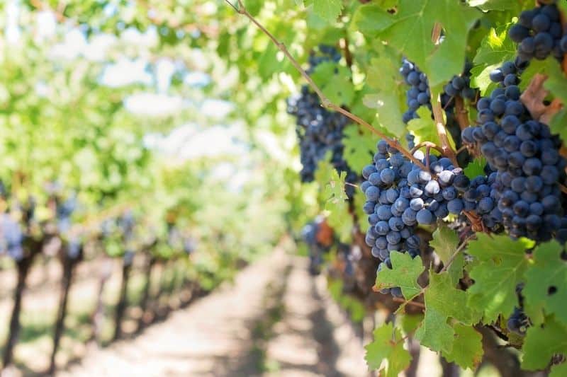 las-exportaciones-de-vino-aumentan-en-el-ultimo-semestre