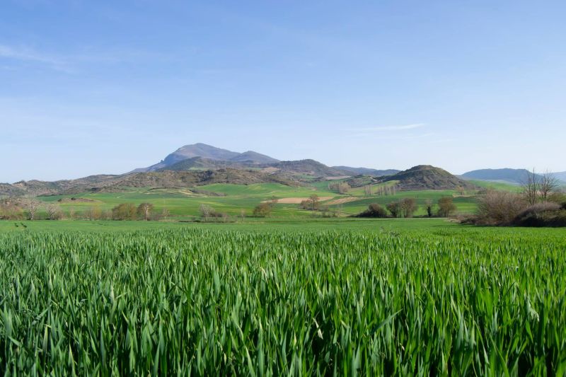 cooperativas-agroalimentarias-apuestan-por-los-ods