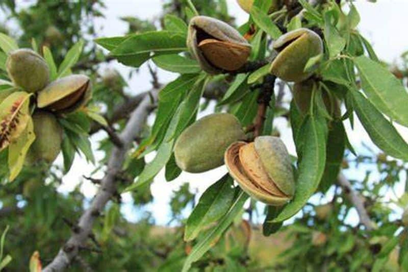 china-abre-sus-puertas-a-la-almendra-espanola