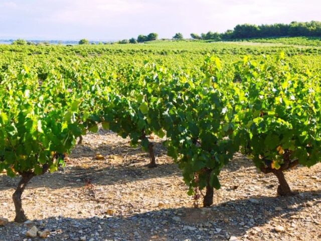 2024 comienza con buenas cifras para las exportaciones del vino español