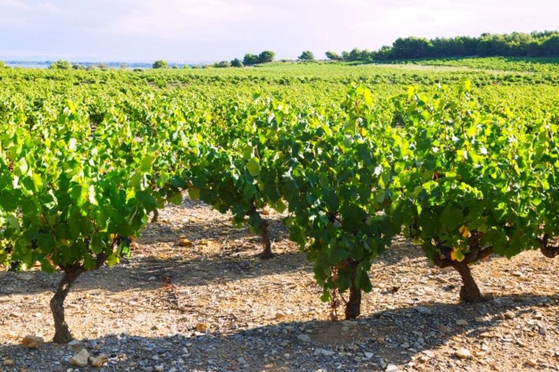 2024-comienza-con-buenas-cifras-de-exportaciones-para-el-vino-espanol