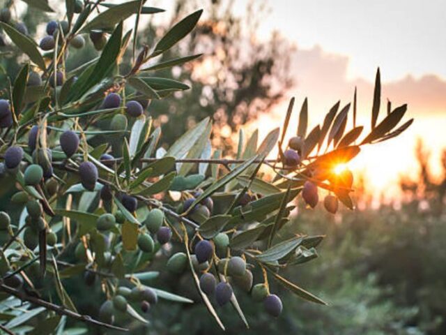 aranceles-aceituna-negra