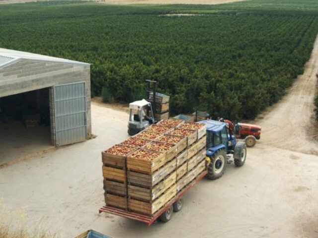 Europa, destino vital para las exportación de frutas y hortalizas españolas