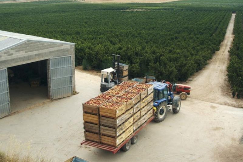 exportacion-de-frutas-y-hortalizas