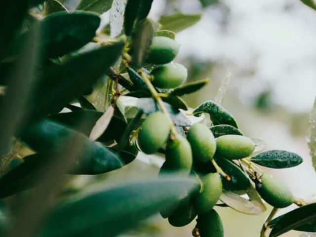 Expansión en exportaciones del aceite de orujo de oliva