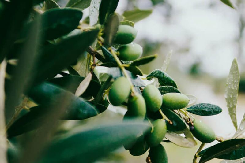 aceite-de-oliva
