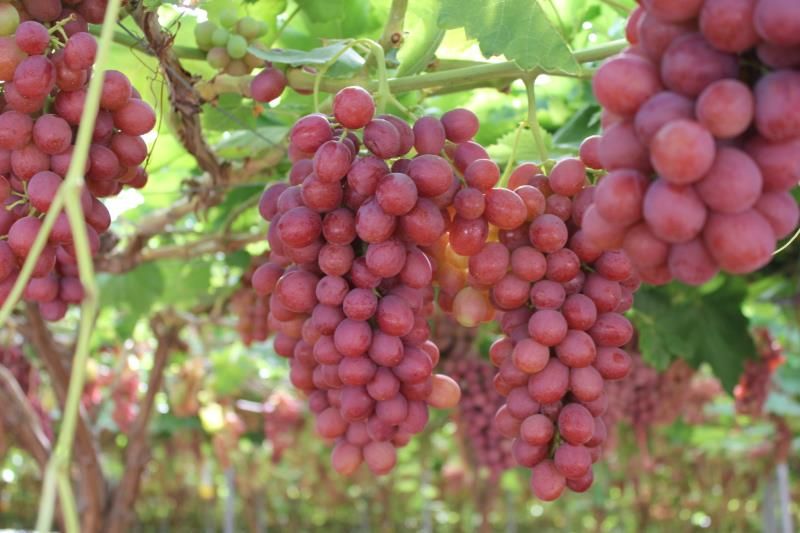 la-exportacion-de-uva-de-mesa