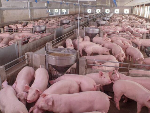 El arancel al porcino amenaza con expulsar del mercado chino a varios productos españoles