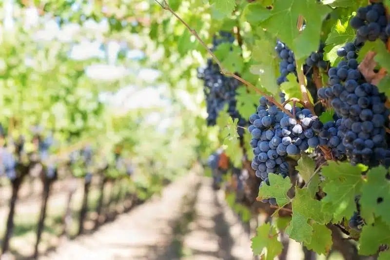 aragon-impulsa-la-proyeccion-internacional-de-su-sector-vitivinicola