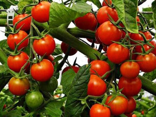 Productores europeos piden frenar el acuerdo UE–Marruecos