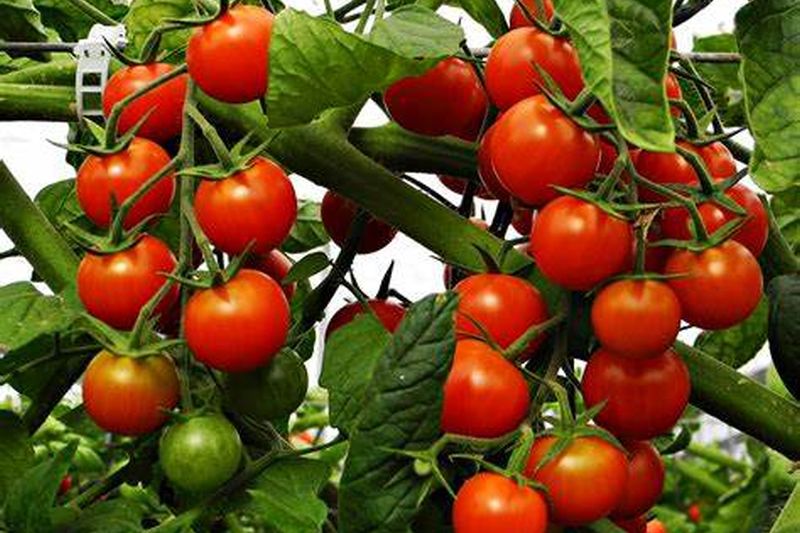 reticencias-en-el-sector-del-tomate-la-ue-y-marruecos