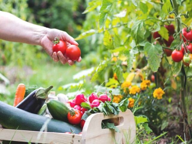 Las exportaciones hortofrutícolas crecen en valor