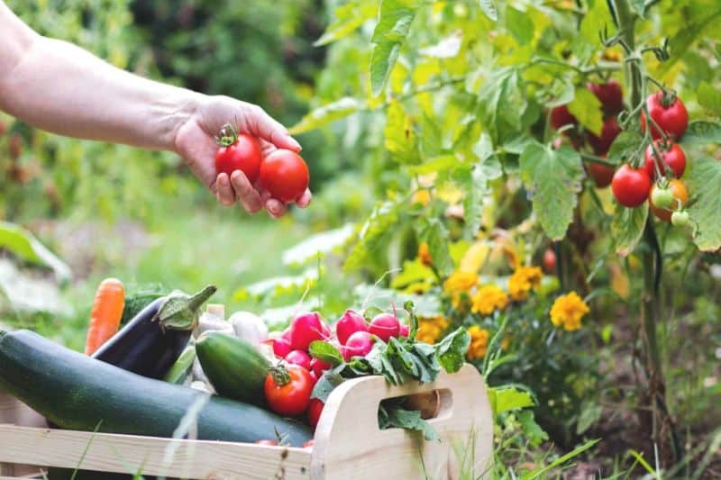 el-valor-economico-de-las-exportaciones-hortofruticolas-continua-creciendo