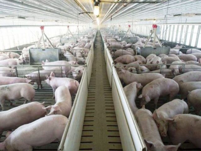 Nuevos protocolos impulsan las exportaciones de porcino a China