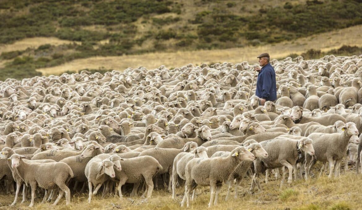 filipinas-abre-su-mercado-a-la-carne-ovina-y-caprina-espanola