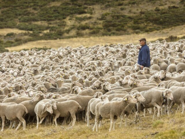 Filipinas abre su mercado a la carne de ovino y caprino española
