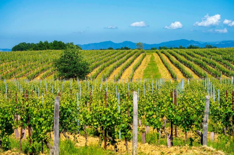 las-exportaciones-de-vino-descienden