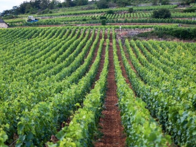 El sector del vino español protesta por el recorte en promoción